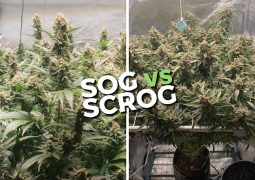 Unterschiede in den Anbautechniken SOG vs. SCROG