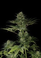 Super Critical Haze 10 ks feminizované semienka Dinafem