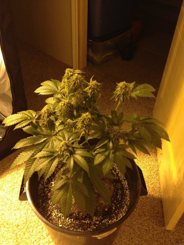 Bubba Kush - feminizovaná semienka 5ks Humboldt