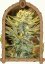 HippieBerry - feminizovaná semena marihuany, 3ks Exotic Seed