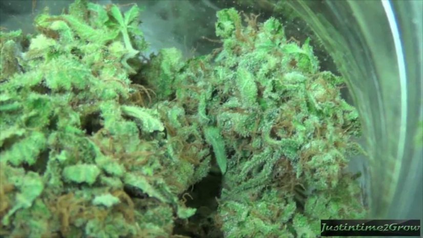 Blue Dream Auto - fem. a samonakvétací semienka 3ks Humboldt