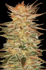 Paradise Seeds Icecream feminisierte Samen
