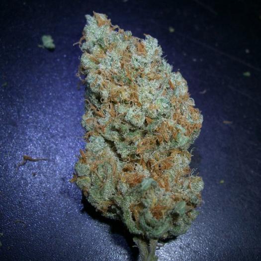 Vanilla Kush – feminizovaná semínka 5 ks Barney's Farm