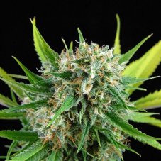 Royal Haze  3 ks feminizované semienka Dinafem