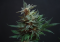Sugar Leaves of Cannabis: Best Ways to Use Them