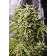Bubba Kush Auto - fem. a samonakvétací semínka 5ks Humboldt