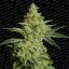 Allkush - Seeds of Feminized Seeds of Paradise Seeds