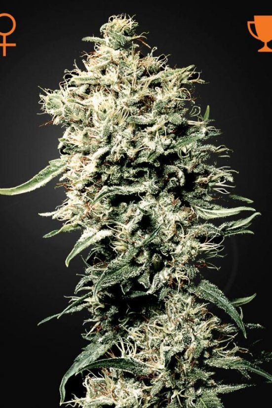 White Rhino - semienka 3ks feminizovaná semienka Green House Seeds