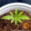 Peyote Critical - feminizované semená marihuany 5 ks Barney´s Farm