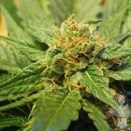 Black Jack Auto – 5 ks autoflowering semínek Sweet Seeds