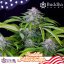 Buddha Auto Tangie, 10 ks, Buddha Seeds