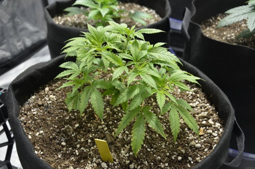 Red Dragon – feminizované semienka 10 ks Barney Farms