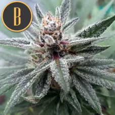 Blimburn Seeds Cindy 99 feminizované semená, 9 ks