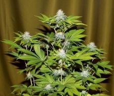 Bubba Kush - feminizovaná semínka 5 ks Seedsman