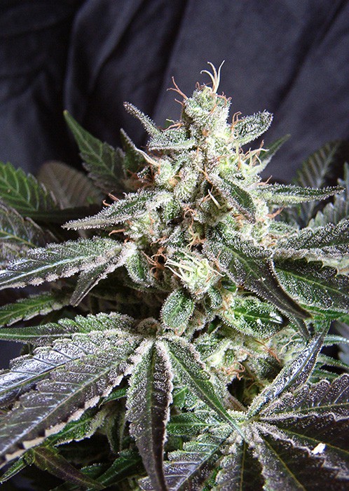 Black Jack – feminizovaná semínka 10 ks Sweet Seeds