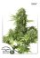 StarRyder autoflowering semínka 3ks Dutch Passion