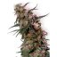 Super Haze - feminisierte 5ks Dutch Passion-Samen