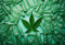 FROM SEED TO SUSTAINABLE PLASTIC: WHAT IS HEMP PLASTIC FOR?