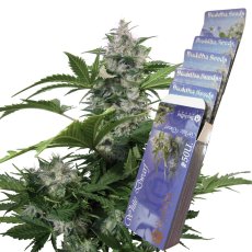 White Dwarf auto - feminizovaná semena, 3 ks, Buddha Seeds