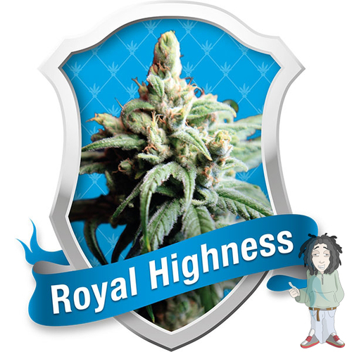 Royal Highness - feminizovaná semena 10 ks Royal Queen Seeds