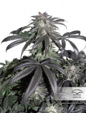 Bubba Island Kush® - feminisierte Samen 10 Stück Dutch Passion