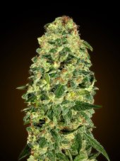 00 Seeds California Kush Auto feminizovaná semena