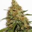 CBD Kush®- feminizované semienka 5 ks Dutch Passion