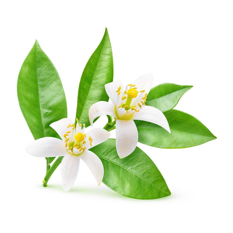 BIO Neroli - 100% natürliches ätherisches Öl (10ml) - Pestik
