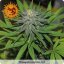 Pineapple Express - autoflowering seeds 5 pcs Barney's Farm