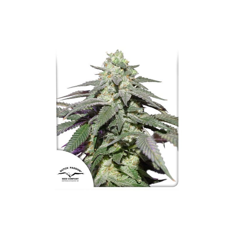 Auto Skywalker Haze®  - feminizovaná a samonakvétací semena 7 ks Dutch Passion