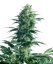 Mother's Finest - 10 seeds standardized Sensi Seeds