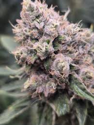 Blueberry Muffin Feminizovaná Semínka - 5