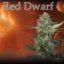 Red Dwarf - Nasiona konopi Autoflower