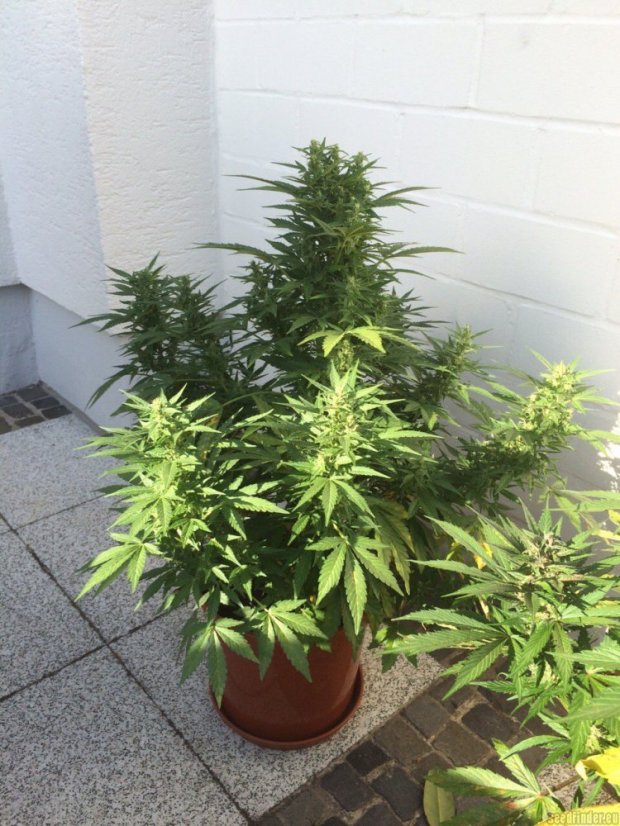 AutoDurban Poison®- autoflowering semienka 3ks Dutch Passion
