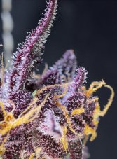 Sweet Seeds Diablo Rojo XL Auto samonakvétací semena