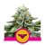 Sherbet Queen - semillas feminizadas 3 pcs Royal Queen Seeds