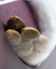 Blue Skunk - Feminizovaná semena konopí 5 ks, Sensi Seeds