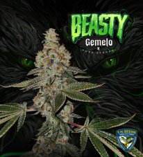 T.H. Seeds Beasty Gemelo feminizovaná semena