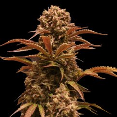 Purple Ryder - autoflowering seeds 5 pcs, Doctor's Choice