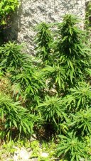 Auto Jack - feminized And autoflowering seeds 10 pcs Paradise Seeds