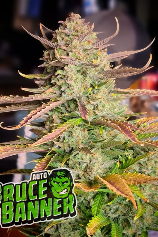 Bruce Banner Auto - Graines Premium Autofloraisantes 5 pcs Fast Buds