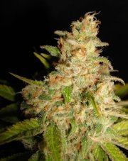 Northern Lights – feminizované semienka 5 ks Ministry of Cannabis
