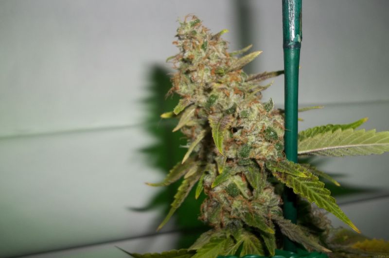 Pineapple Chunk – feminizovaná semínka 3 ks Barney's Farm