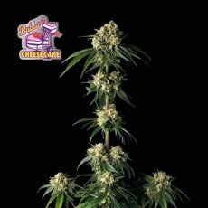 Bubba Cheesecake - feminizowane nasiona konopi 5 sztuk, Seedsman