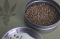 How to Store Seeds and Maintain Germination Viability