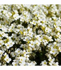 Smagliczka nadmorska (Lobularia maritima), nasiona roślin ozdobnych