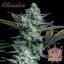 Buddha Auto Diesel, 10 ks, Buddha Seeds
