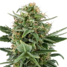 Royal Dwarf - fem. und selbstblühende Samen 10 Stück Royal Queen Seeds