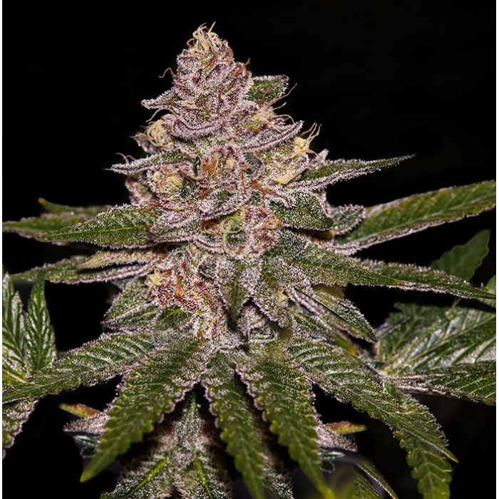 Radical Juice - feminized seeds, 5 pcs, Ripper Seeds
