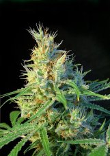 Psicodelicia – feminizovaná semínka 3 ks Sweet Seeds